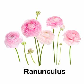 Persian Buttercups - Ranunculus
