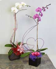 Tropical Flower Arrangements