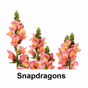 Snapdragons