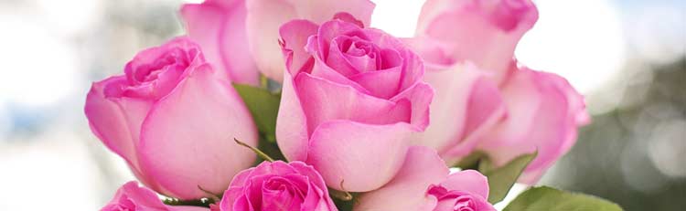 Valentines Day Roses