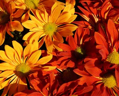 Designer's Choice Flower Arrangements