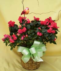 Azalea Later! Basket House Plant