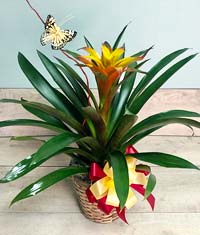 Bromeliad Plant Basket