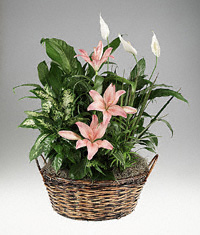 You're a Star! - Potted Plant