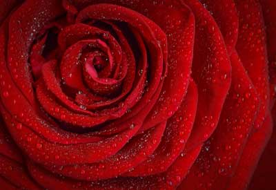 Rose with dew drops